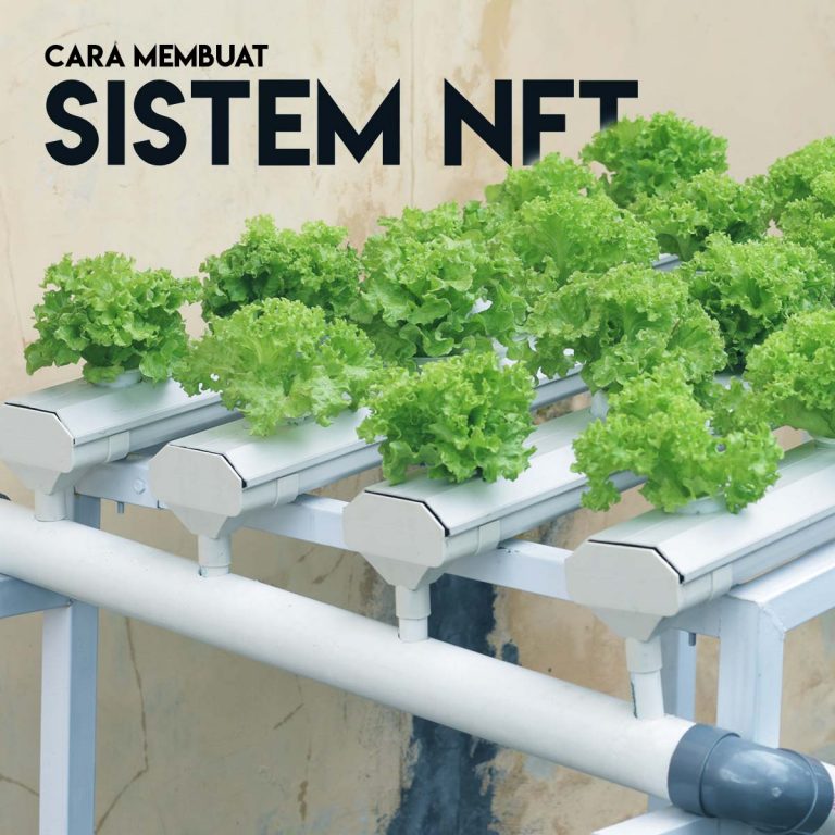 Video Tutorial Membuat Sistem NFT Hidroponik