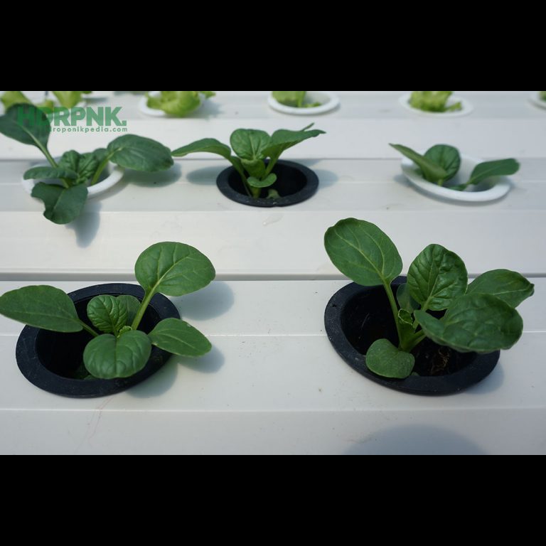 Cara Mudah Menanam Pagoda Sistem NFT