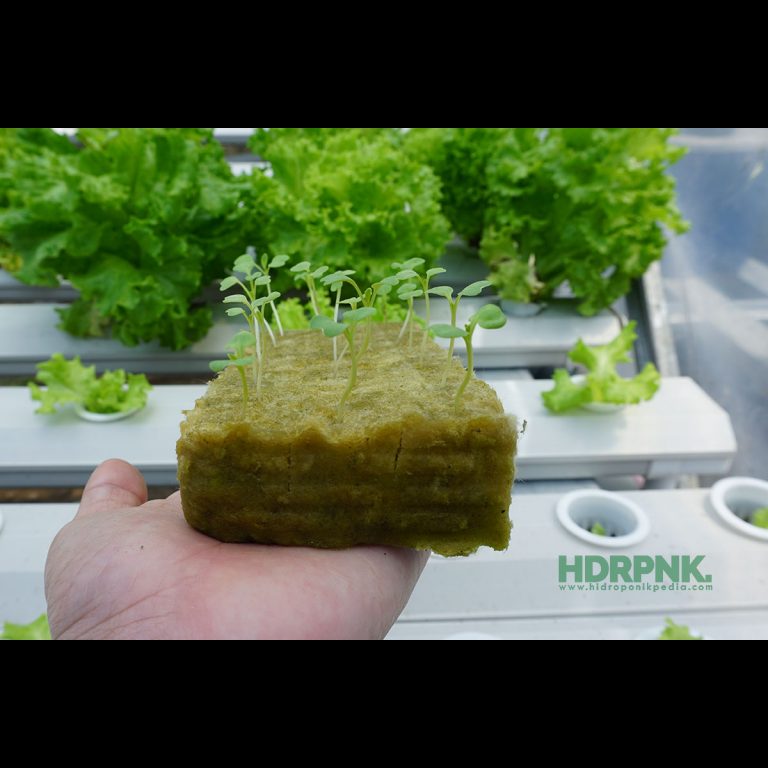 Inilah Masalah yang Sering Dihadapi Ketika Menyemai