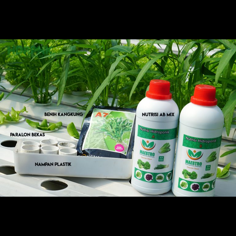 Menanam Kangkung Tanpa Rockwool