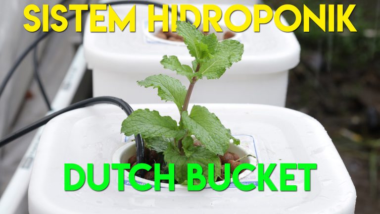 Cara Membuat Sistem Hidroponik Dutch Bucket
