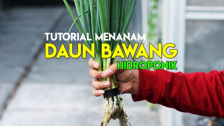 Cara Menanam Daun Bawang Hidroponik