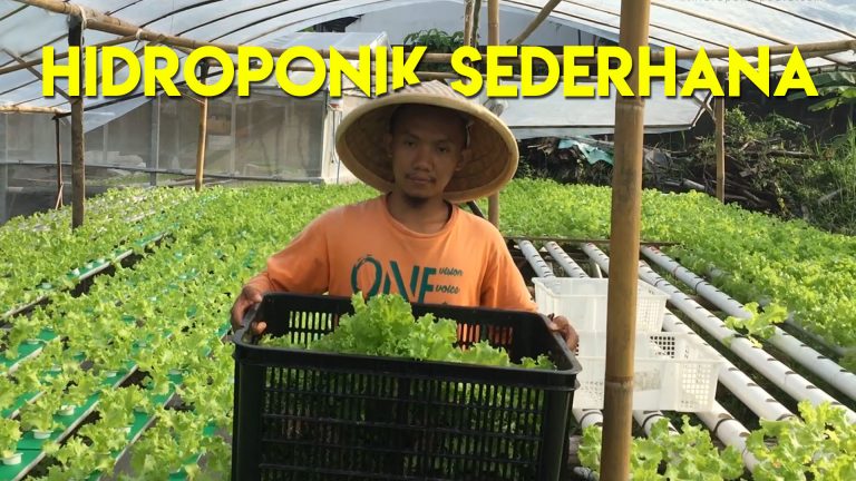 Sistem Hidroponik Sederhana, Hasil Luar Biasa