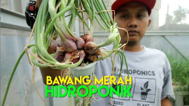 Cara Menanam Bawang Merah Hidroponik