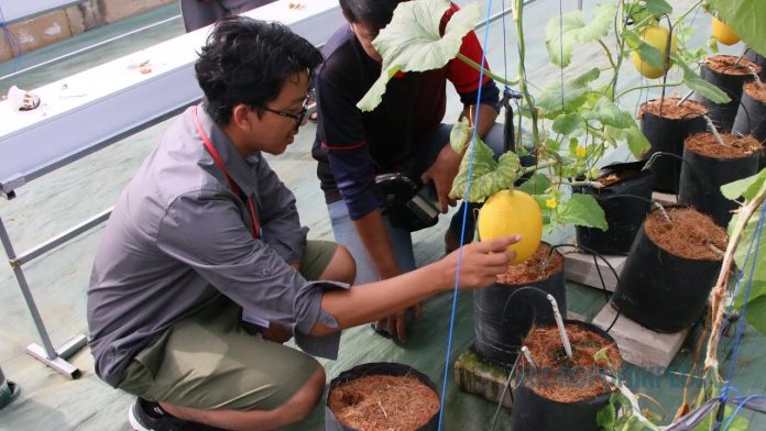 pelatihan-budidaya-melon-hidroponik pelatihan budidaya melon hidroponik