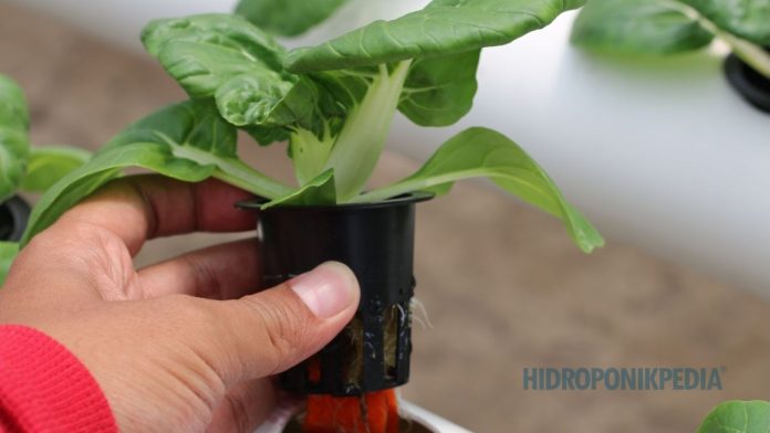 belajar-hidroponik-semakin-bingung Ilustrasi kebingungan saat belajar hidroponik dari terlalu banyak sumber