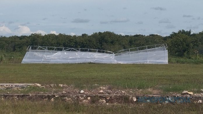 greenhouse-ambruk-karena-kesalahan-konstruksi Greenhouse ambruk akibat kesalahan konstruksi dan pemilihan rangka yang tidak sesuai