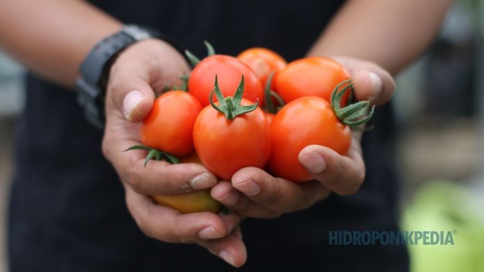 hasil-panen-hidroponik-yang-masuk-akal Ilustrasi perbandingan target hasil panen hidroponik yang realistis dan tidak realistis