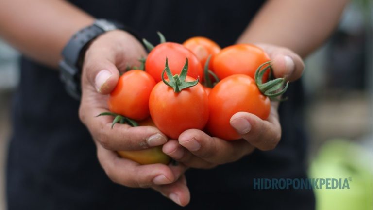 Berapa Hasil Panen Hidroponik yang Masuk Akal untuk Dikejar?