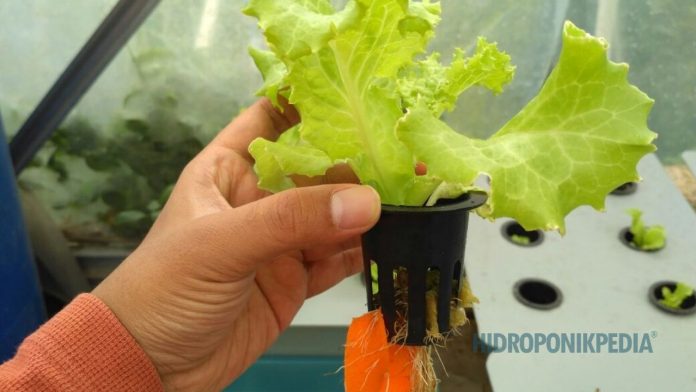 hidroponik-bukan-sekadar-tanam-tanpa-tanah Ilustrasi sistem hidroponik yang menunjukkan peran sistem dan pengelolaan, bukan sekadar media tanam