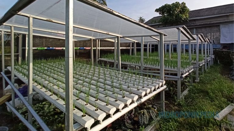 Hidroponik Hobi vs Produksi: Perbedaan yang Sering Disepelekan