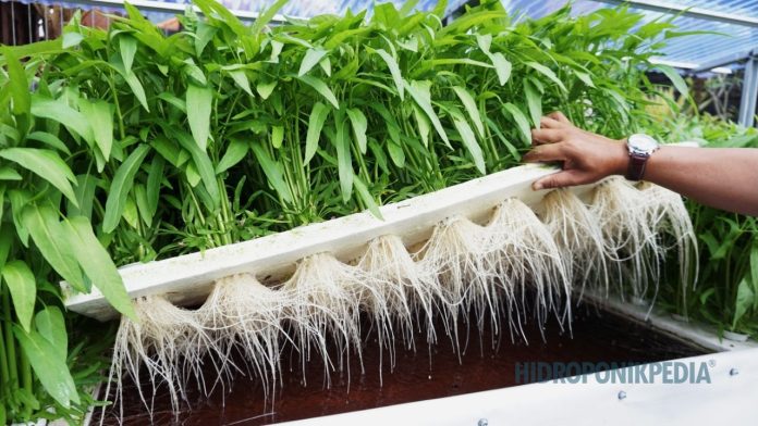 hidroponik-terlihat-mudah-masalah-muncul-belakangan Ilustrasi sistem hidroponik yang terlihat normal di awal sebelum masalah muncul
