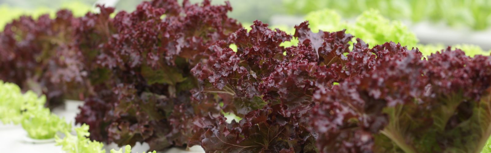 Tentang Kami Hidroponikpedia