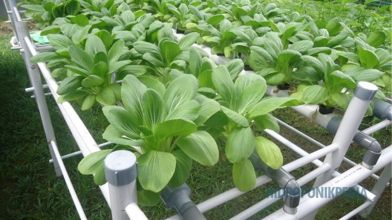 Kenapa Sistem yang Berhasil di Satu Tempat Bisa Gagal di Tempat Lain