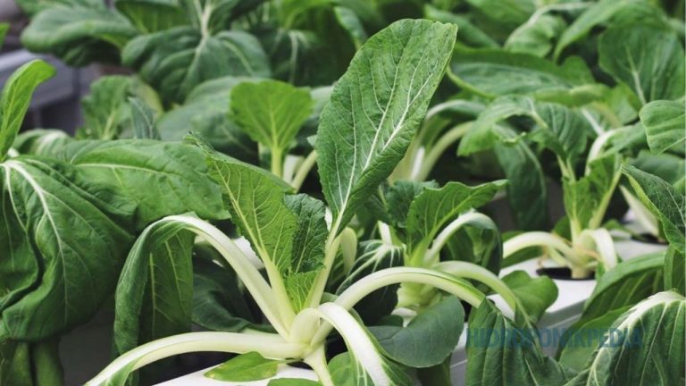 Kesalahan Awal yang Sering Diabaikan dalam Hidroponik