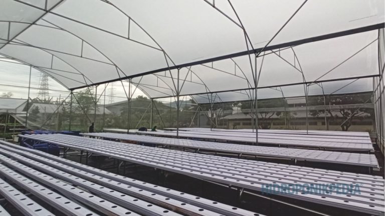 Kesalahan Menentukan Skala dalam Sistem Hidroponik