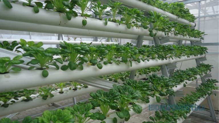 Kenapa Meniru Sistem Hidroponik Orang Lain Sering Gagal