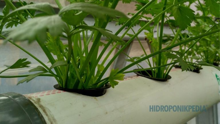 Kenapa Pertanyaan “Pakai Sistem Apa?” Sering Datang Terlalu Cepat