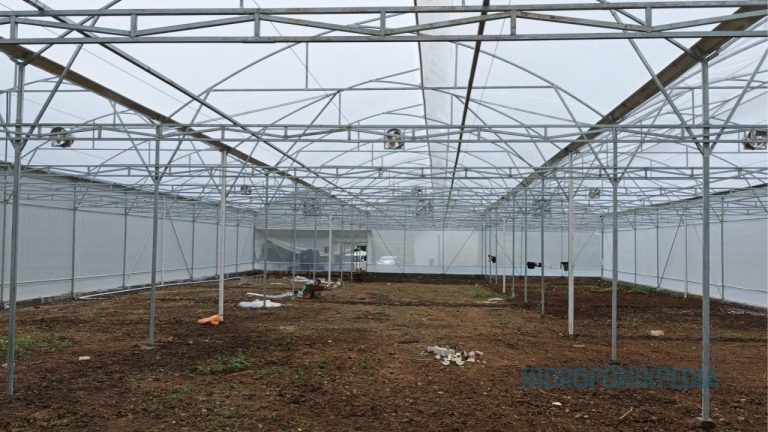 Kenapa Banyak Proyek Hidroponik Berhenti di Tengah Jalan