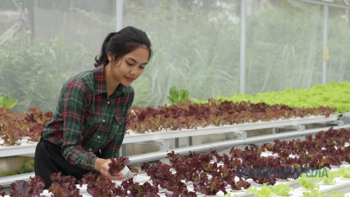 sebelum-memilih-sistem-hidroponik-pertanyaan-terlewat Ilustrasi seseorang mempertimbangkan sistem hidroponik sebelum mengambil keputusan