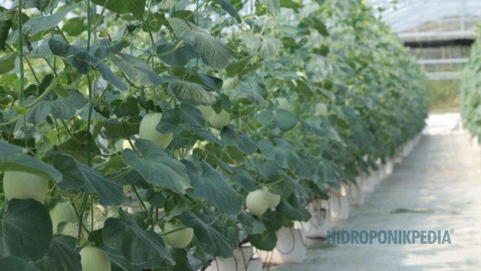 wisata-petik-melon-apakah-prospek-untuk-jangka-panjang Wisata Petik Melon di Kebun Melon Hidroponik