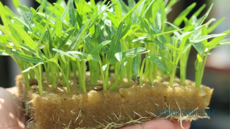 Jangan Salah: Hidroponik Bukan Jalan Pintas Bertani