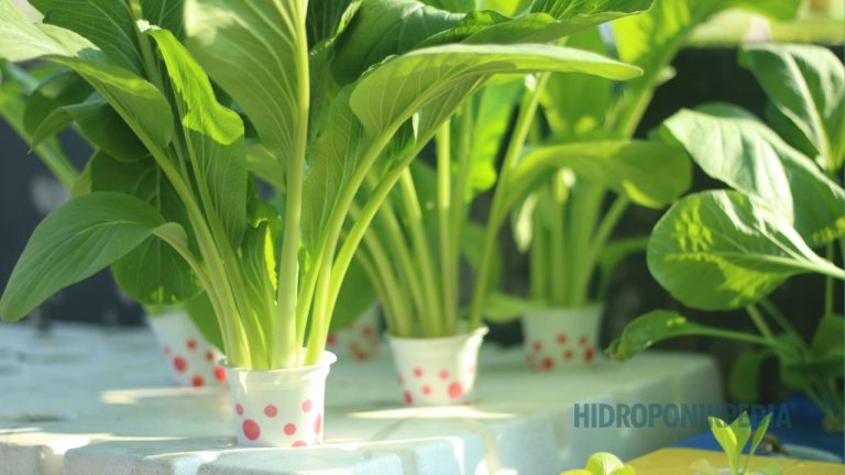 Hidroponik Terlihat Mudah, Tapi Kenapa Banyak yang Diam-diam Gagal?