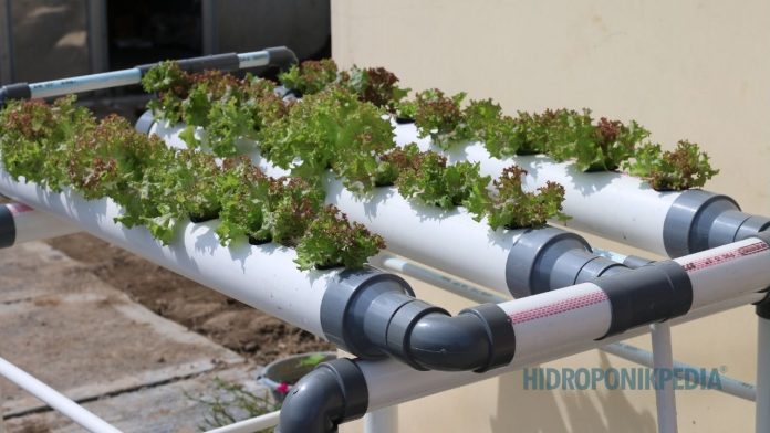 instalasi-vs-sistem-hidroponik Ilustrasi perbedaan instalasi dan sistem dalam usaha hidroponik