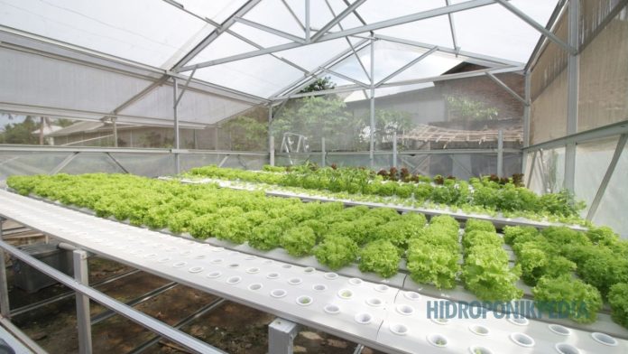 kesalahan-memahami-efisiensi-hidroponik Ilustrasi kesalahan memahami efisiensi dalam sistem hidroponik yang menyebabkan masalah jangka panjang