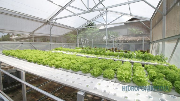 Kesalahan Memahami Efisiensi dalam Hidroponik