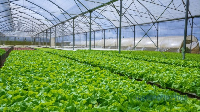 Produksi Besar Menuntut Modal, Bukan Sekadar Semangat