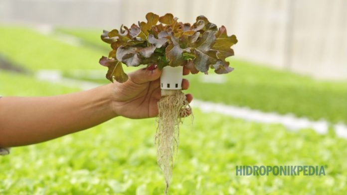 sebelum-masuk-ke-hidroponik Ilustrasi pertimbangan sebelum memulai hidroponik agar tidak salah langkah