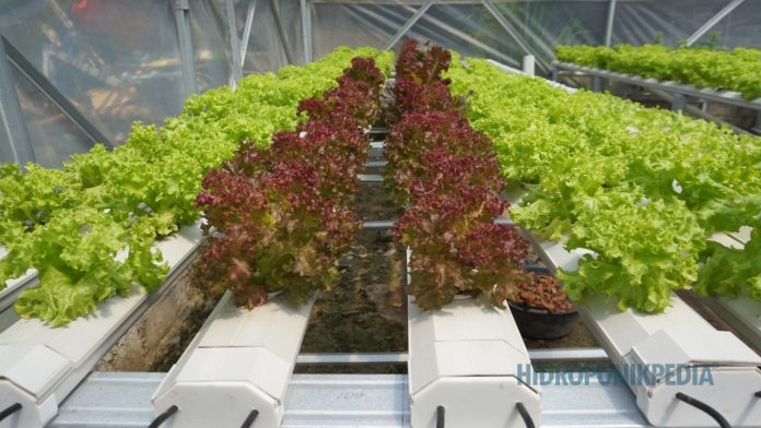 sistem-hidroponik-skala-kecil-vs-skala-besar.jpg Perbandingan sistem hidroponik skala kecil dan skala besar dengan risiko yang berbeda