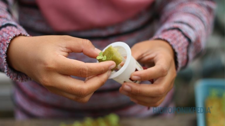 Kenapa SOP Dibuat untuk Mengendalikan Manusia, Bukan Tanaman