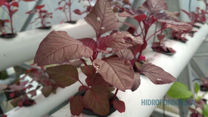 teknologi-hidroponik-menurunkan-ketahanan-sistem Ilustrasi sistem hidroponik dengan teknologi berlebihan yang membuat sistem menjadi rapuh