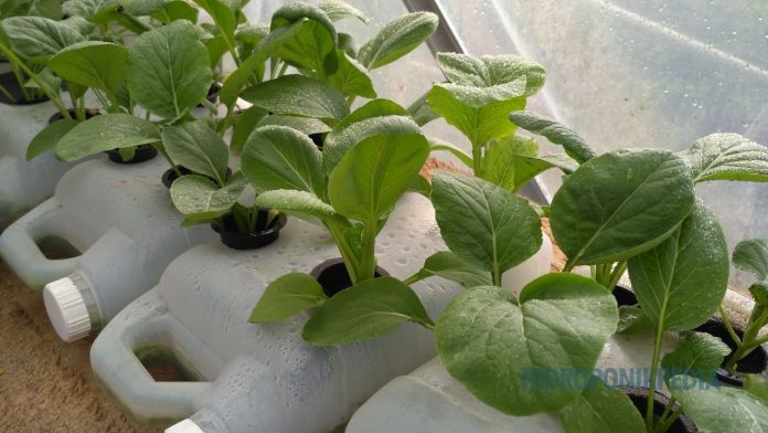 terlalu-banyak-informasi-hidroponik Ilustrasi kebingungan akibat terlalu banyak informasi saat mempelajari hidroponik