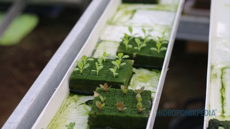 Dalam Hidroponik, Tidak Semua Masalah Perlu Ditangani