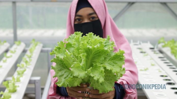 tren-hidroponik-tanpa-ilmu Ilustrasi euforia tren hidroponik yang menutupi risiko sistem