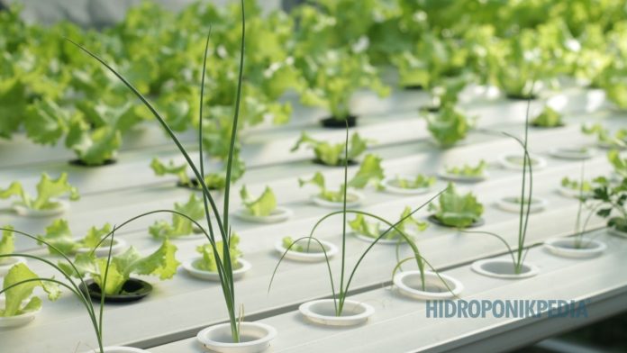 belajar-hidroponik-sebelum-praktik Petani hidroponik sedang belajar dan mencatat sistem sebelum menjalankan instalasi