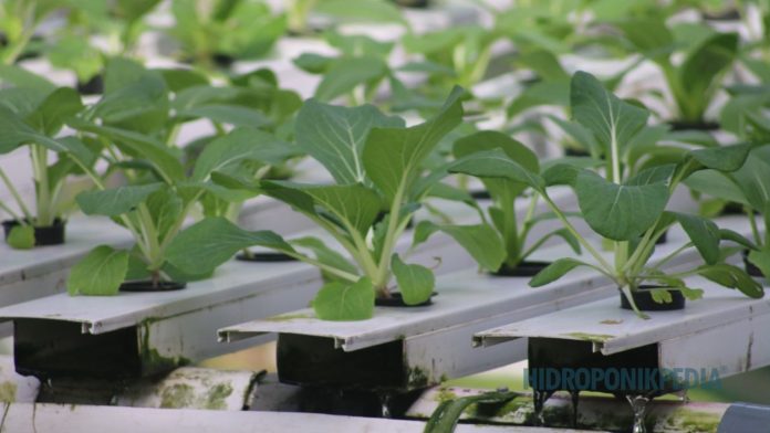 biaya-tak-terlihat-hidroponik Petani hidroponik memeriksa instalasi dan mencatat biaya operasional kecil sebagai bagian dari pengelolaan sistem