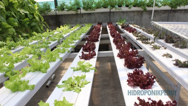 Jika Anda Mencari Cepat Kaya, Hidroponik Bukan Jawabannya