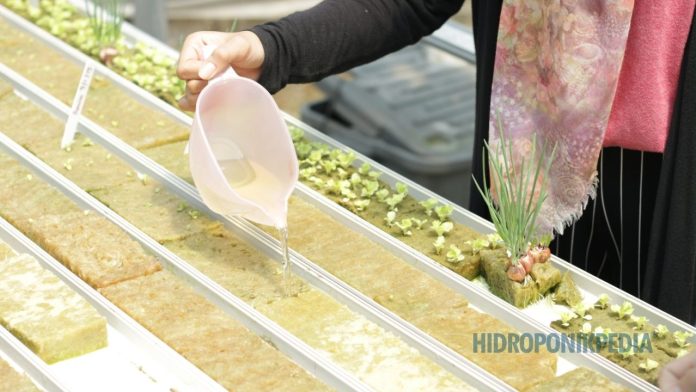 hidroponik-tanpa-pencatatan-tanpa-arah Petani hidroponik mencatat hasil panen dan data operasional sebagai bagian dari manajemen sistem
