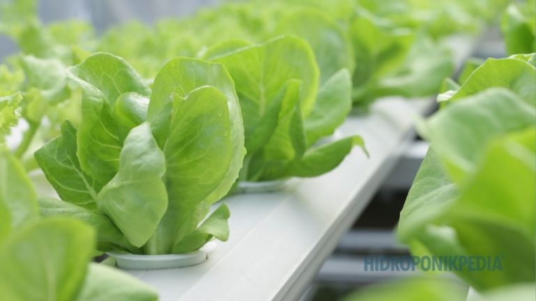 Kepadatan Tanam yang Salah Bisa Merusak Produktivitas Hidroponik