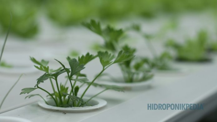 kesalahan-menentukan-komoditas-hidroponik Berbagai jenis tanaman hidroponik yang menunjukkan pentingnya pemilihan komoditas yang tepat