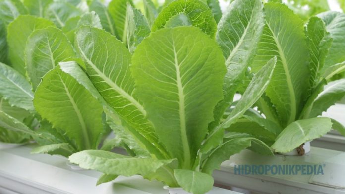 konsistensi-dalam-budidaya-hidroponik Petani hidroponik melakukan pengecekan rutin tanaman sebagai bagian dari konsistensi sistem