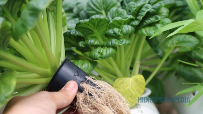 logika-dalam-budidaya-hidroponik Pengelola hidroponik sedang melihat tanaman dengan ekspresi berpikir analitis di dalam greenhouse