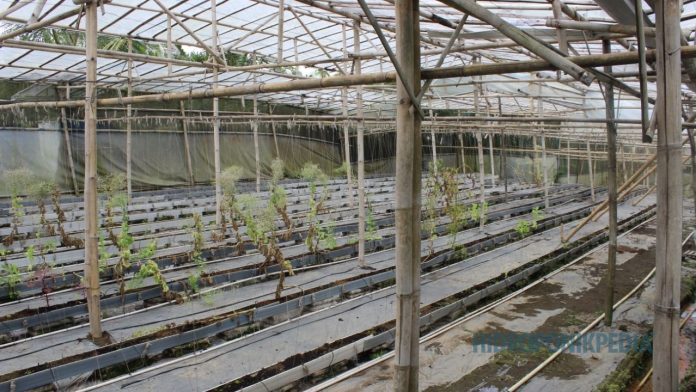 lokasi-budidaya-hidroponik-yang-tepat Instalasi hidroponik di area terbuka dengan pencahayaan dan sirkulasi udara baik