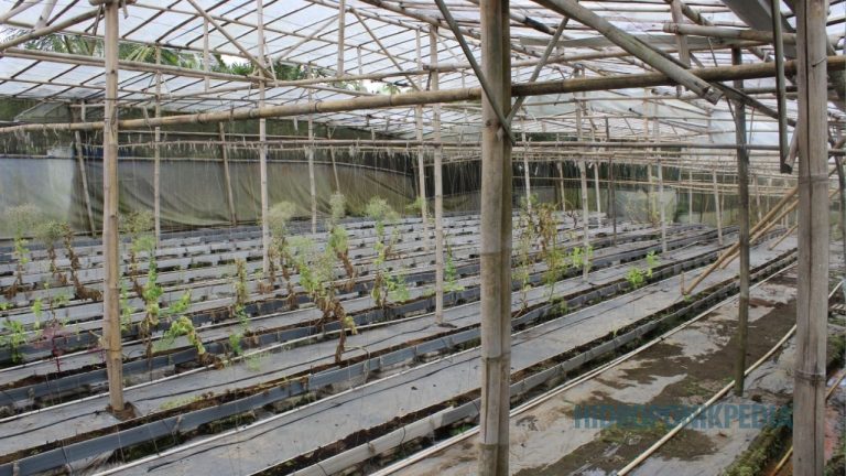 Tidak Semua Lahan Cocok untuk Budidaya Hidroponik