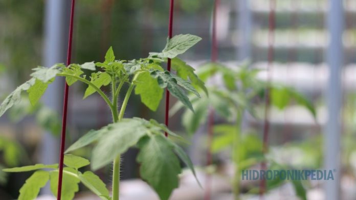 manajemen-hidroponik-lebih-penting-dari-nutrisi Petani hidroponik sedang mengecek larutan nutrisi sambil mencatat data sebagai bagian dari manajemen sistem
