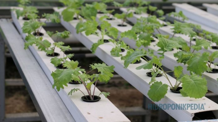 memulai-hidroponik-tanpa-euforia Kebun hidroponik baru dengan tanaman masih segar yang melambangkan fase awal dan euforia memulai